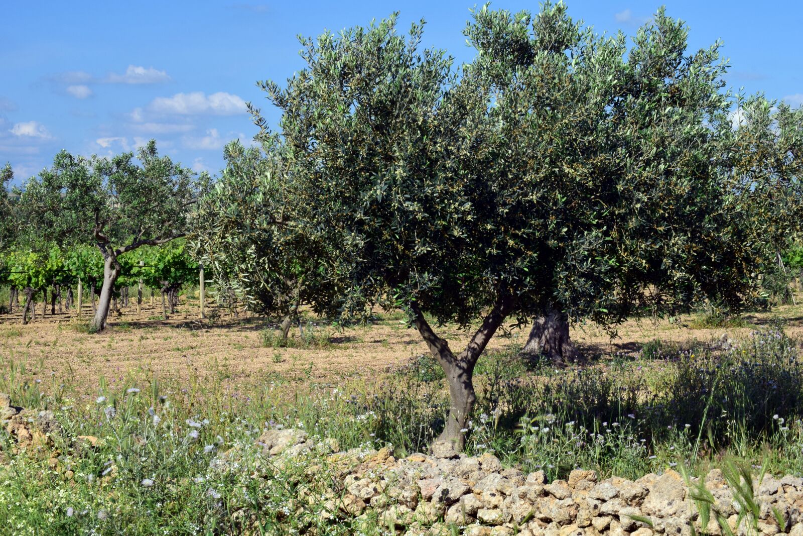 Nikon D3300 sample photo. Olive trees, plantation, tree photography
