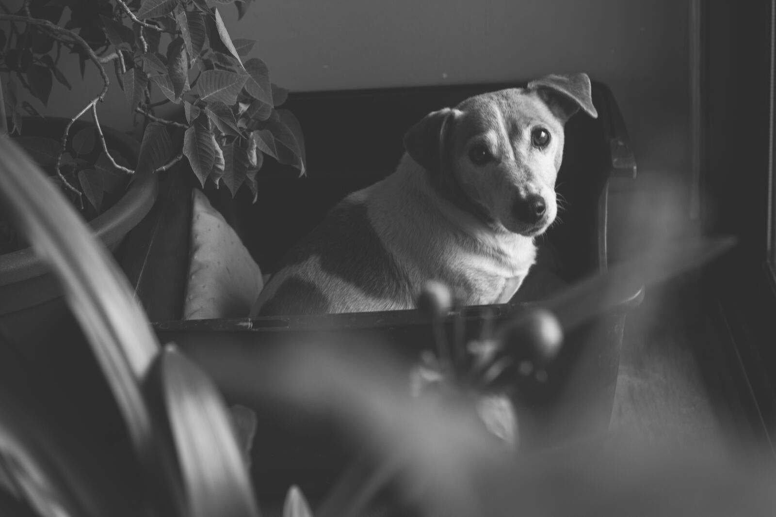 Canon EOS 7D + Canon EF 50mm F1.8 II sample photo. Black, white, dog photography