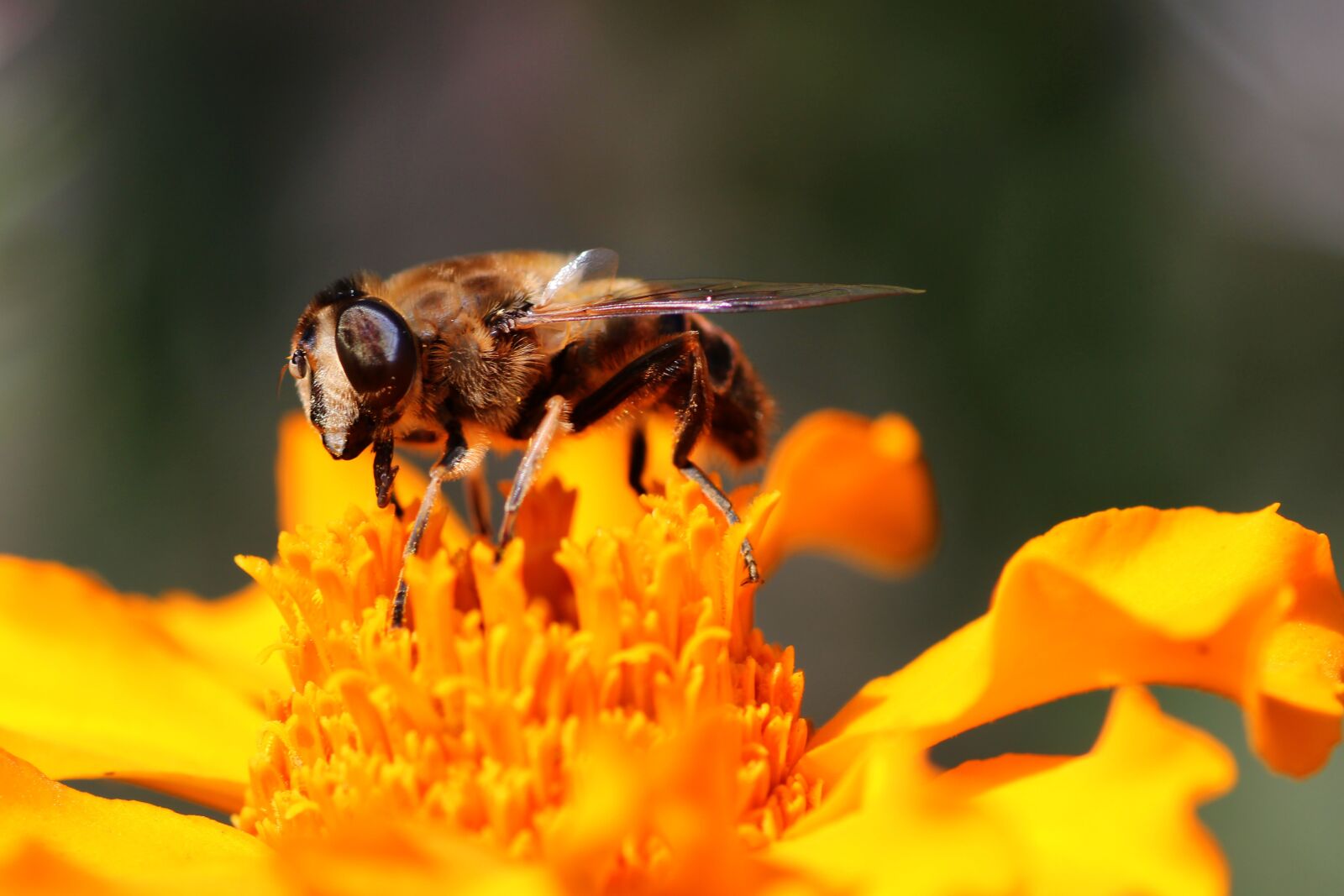 Tamron SP 90mm F2.8 Di VC USD 1:1 Macro sample photo. Fly, close up, wing photography