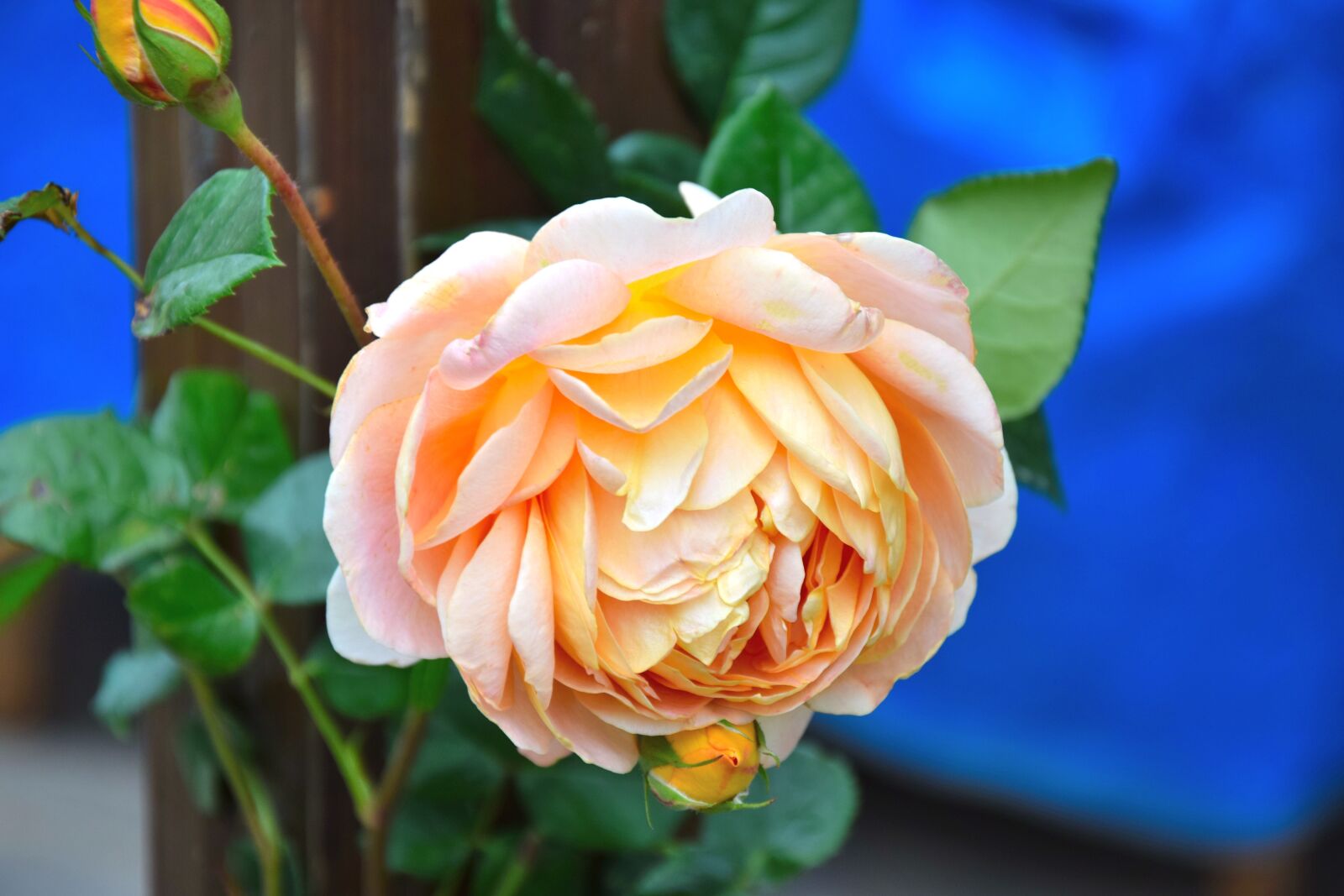 Nikon D3300 sample photo. Summer, yellow, rose photography