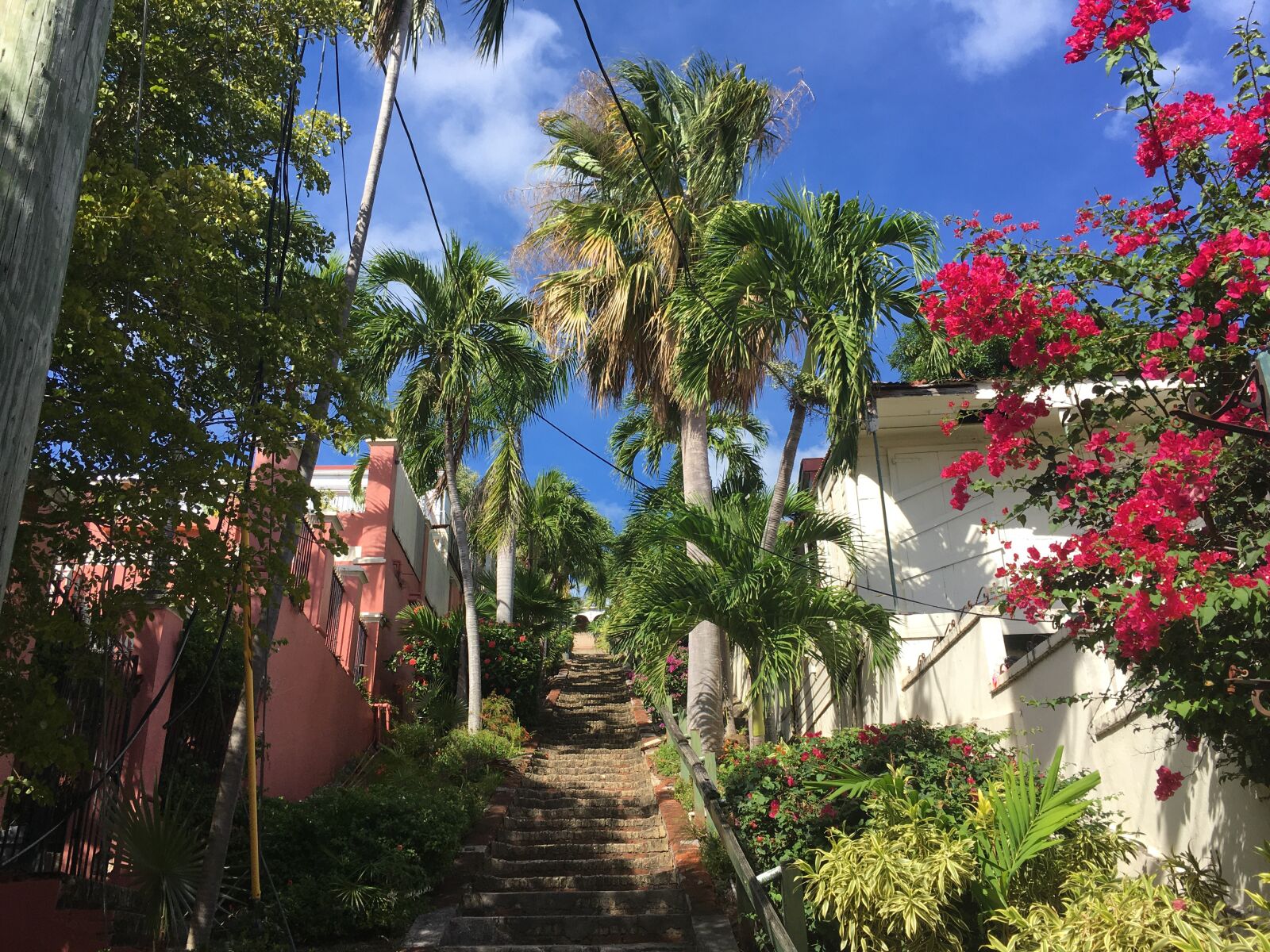 iPhone SE back camera 4.15mm f/2.2 sample photo. Virgin islands, outside, palm photography