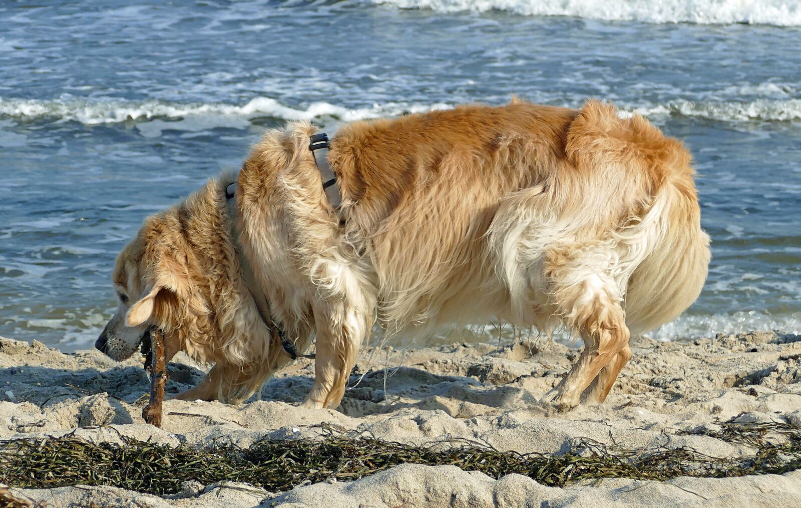 Panasonic Lumix DMC-FZ1000 sample photo. Sea, beach, dog photography