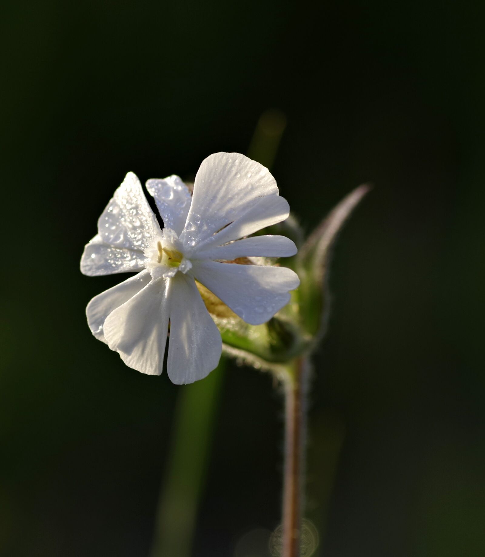 Pentax K-S2 sample photo. Flower, white, gentle photography