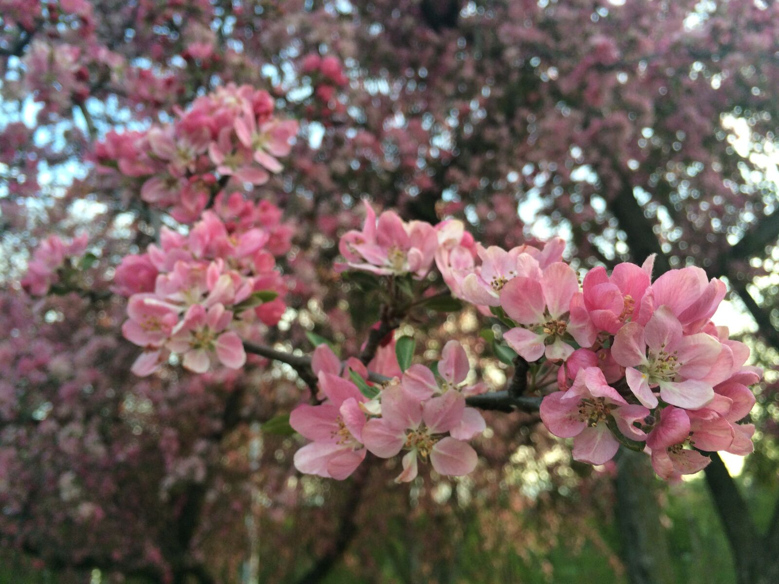 iPhone 5s back camera 4.15mm f/2.2 sample photo