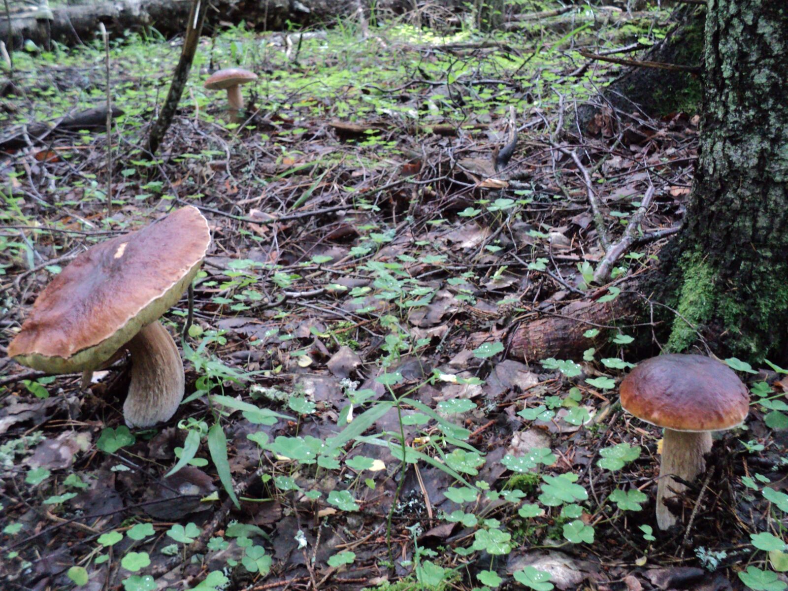 Sony DSC-S2100 sample photo. Forest, autumn, mushrooms photography