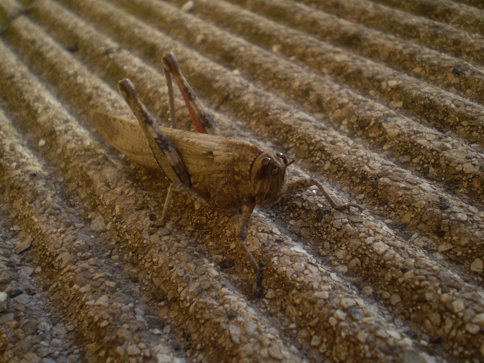 Olympus FE210,X775 sample photo. Grasshopper, insect, nature photography