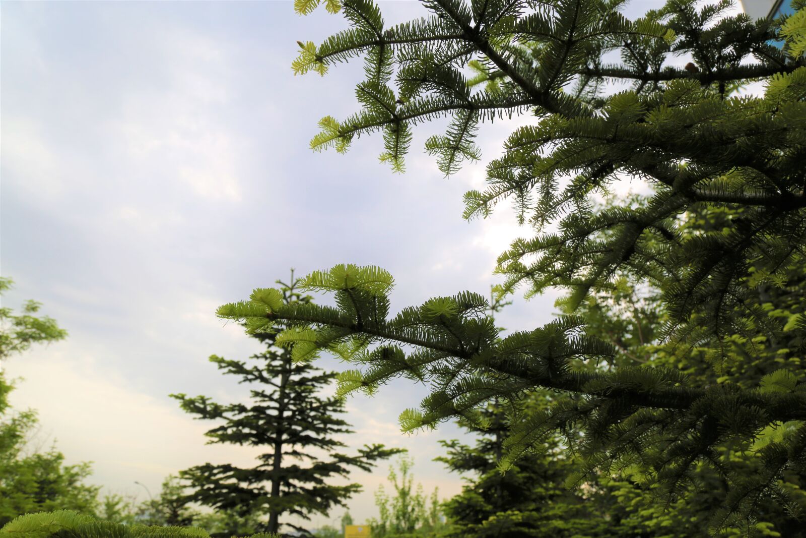 Canon EF 24-105mm F4L IS USM sample photo. Pine, tree, nature photography