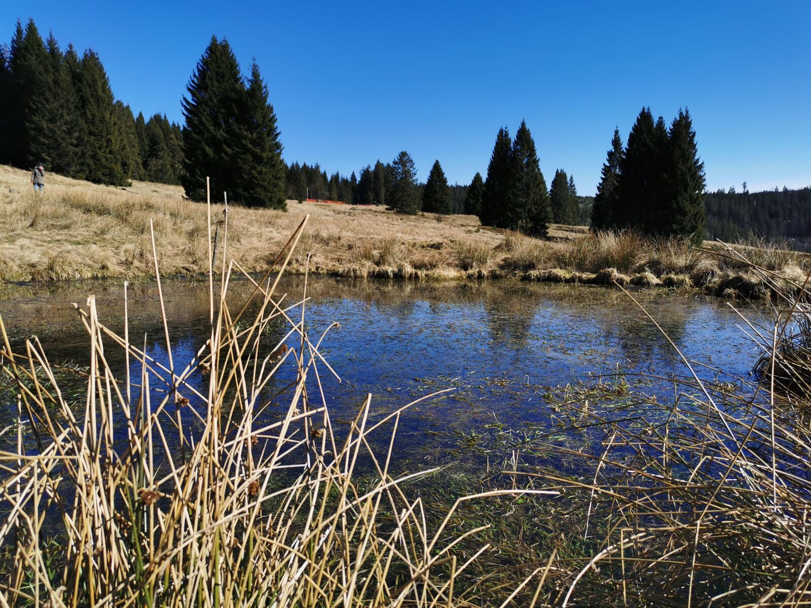 HUAWEI P30 sample photo. Biotope, nature, nature conservation photography