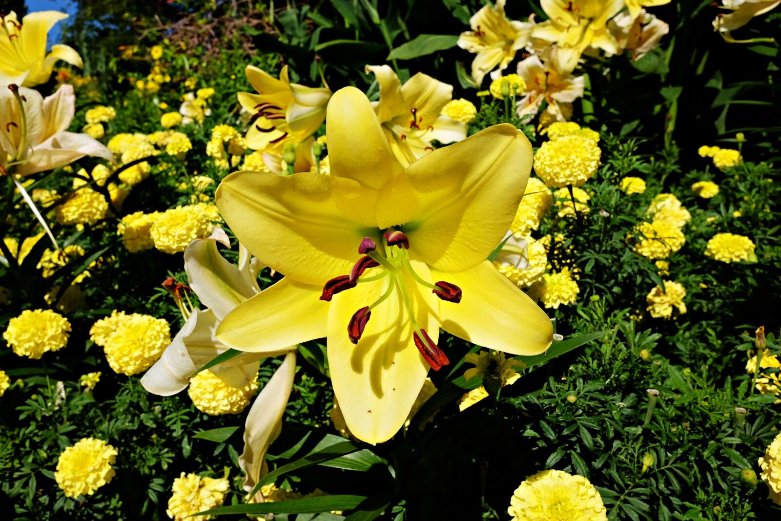 Fujifilm X70 sample photo. Lily, flower, garden photography