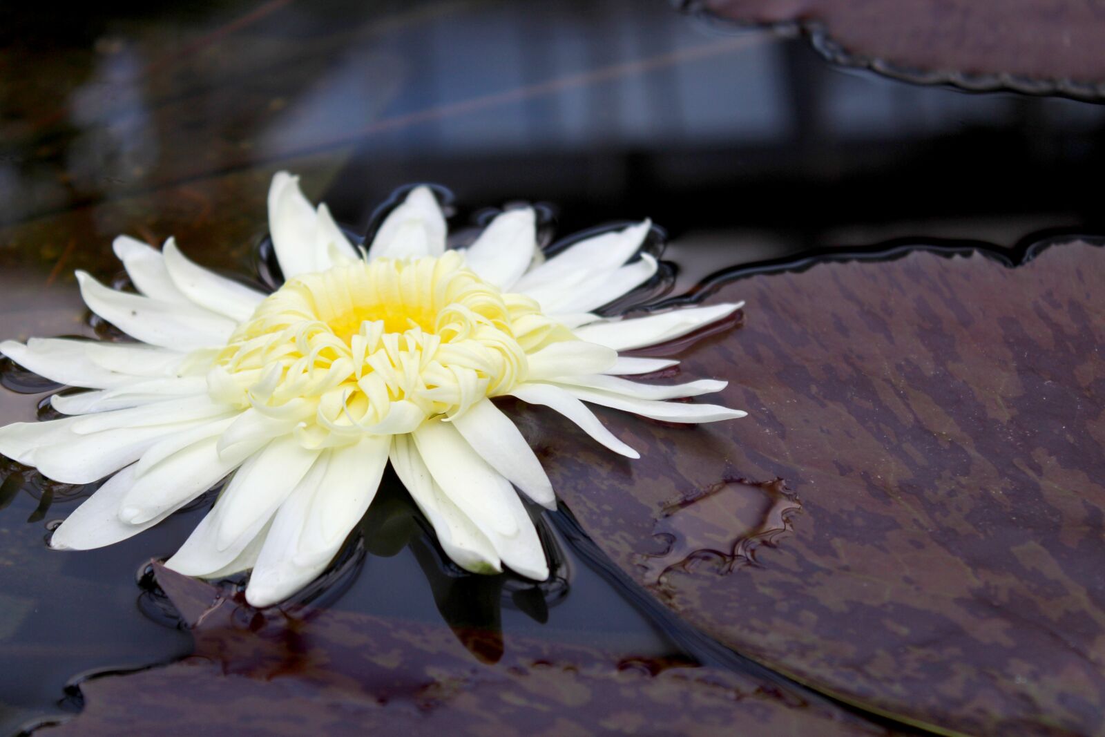 Canon EOS 1300D (EOS Rebel T6 / EOS Kiss X80) sample photo. Botany, flower, pond photography