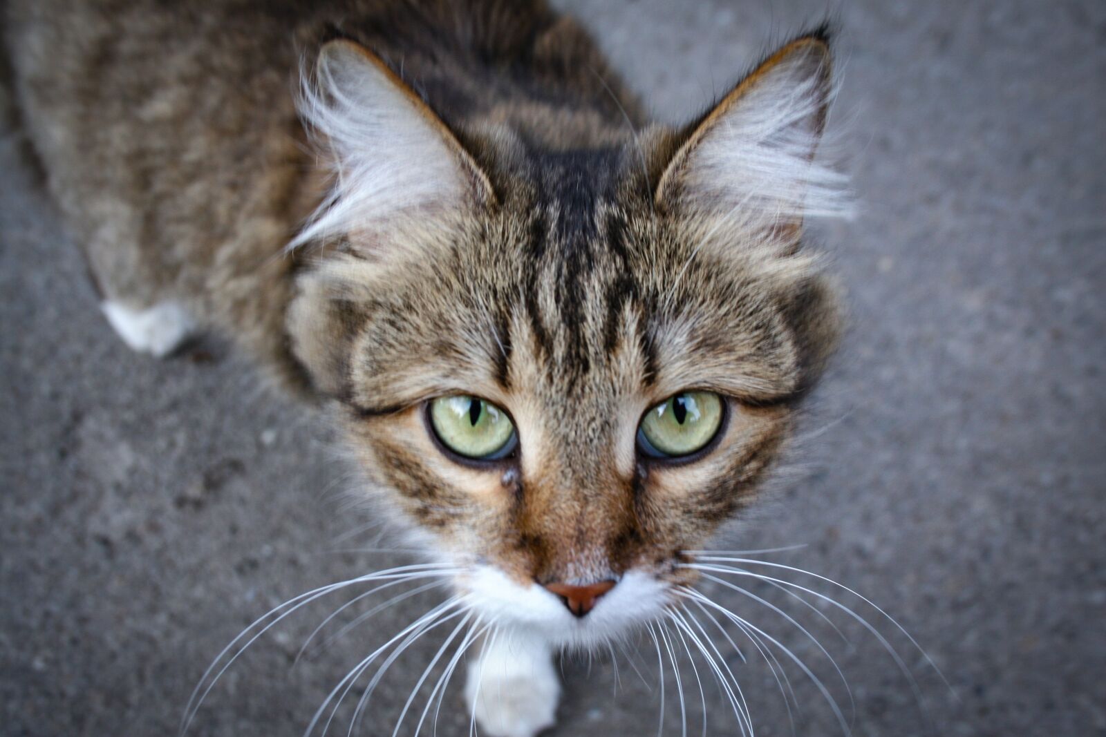 Canon EOS 20D sample photo. Cat, outdoor cat, animals photography