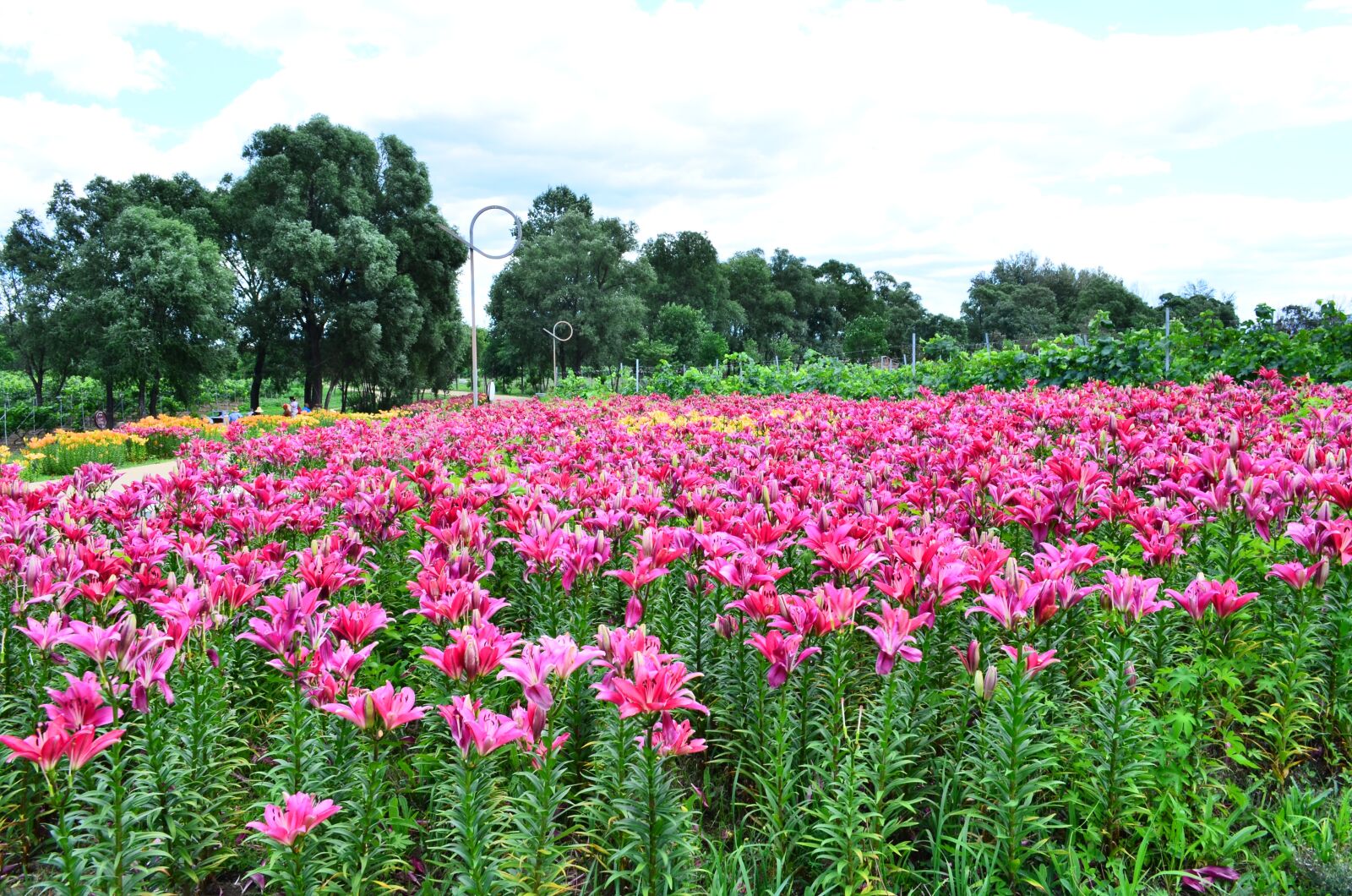 Nikon D5100 sample photo. Lily garden, lily, garden photography