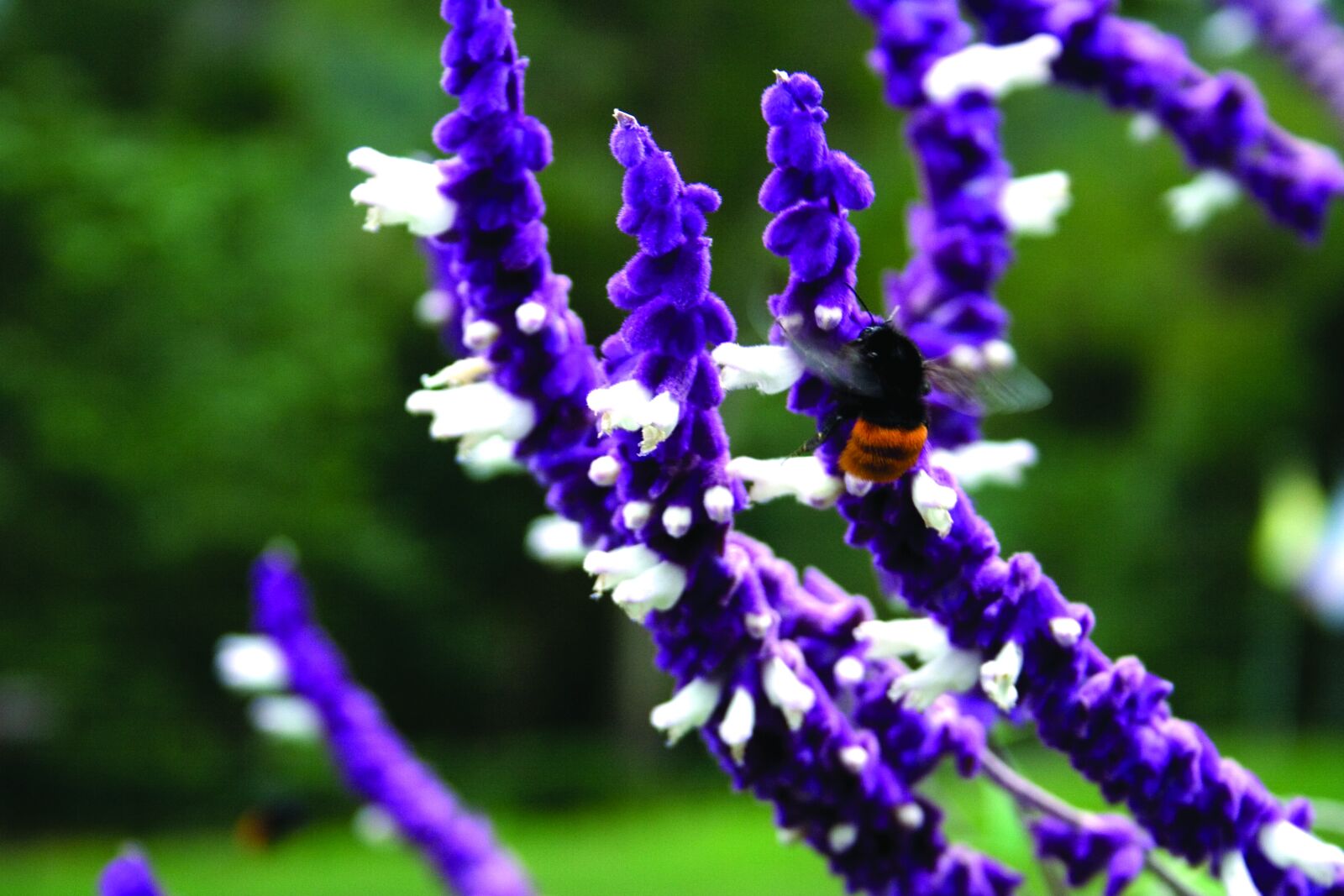 Canon EOS 350D (EOS Digital Rebel XT / EOS Kiss Digital N) sample photo. Bee, flower, fly, life photography