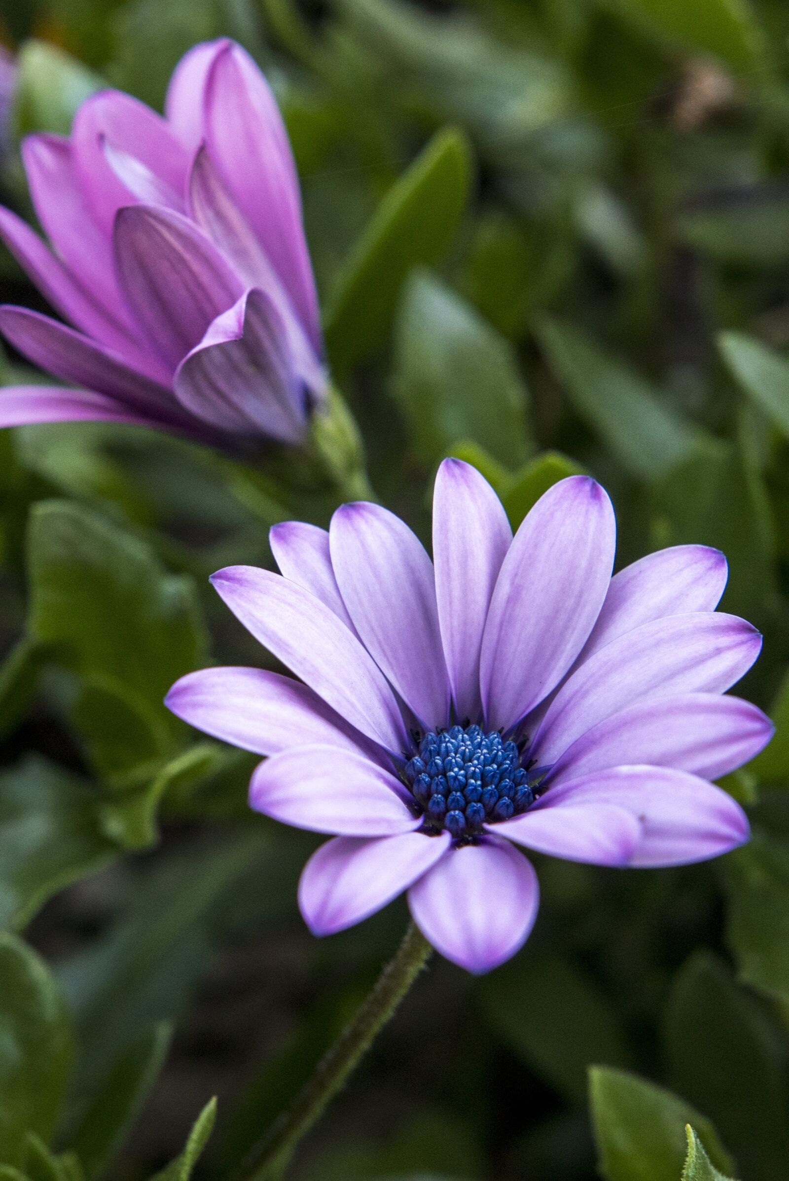 Canon 18-35mm F1.8 DC HSM | Art 013 sample photo. Flower, beautiful, nature photography