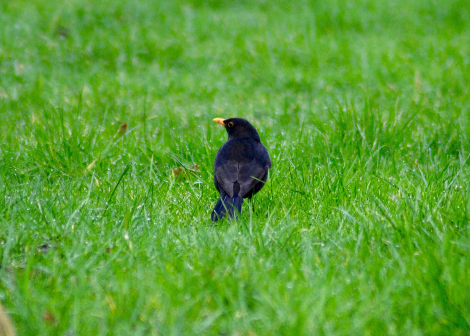 Nikon D3200 sample photo. Blackbird, uk, grass photography