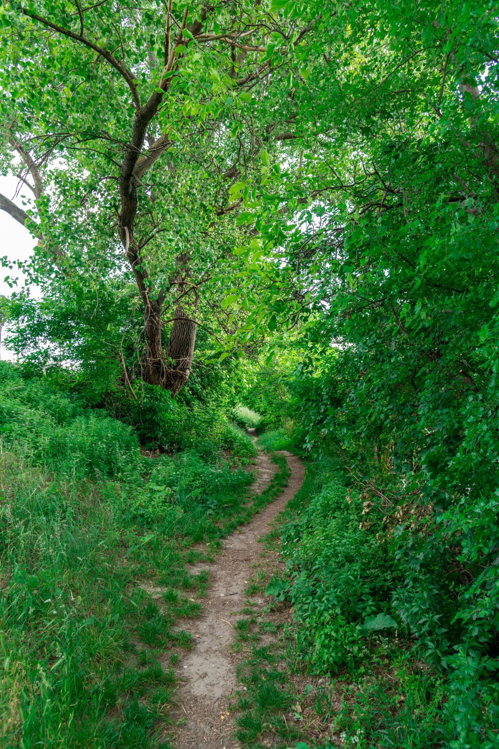 Nikon D850 sample photo. Forest, nature, a walk photography