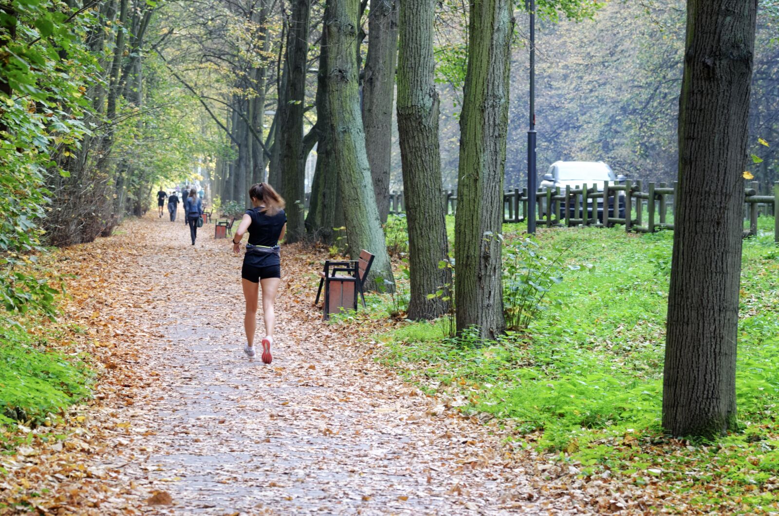 Nikon D5100 sample photo. Landscape, autumn, forest photography