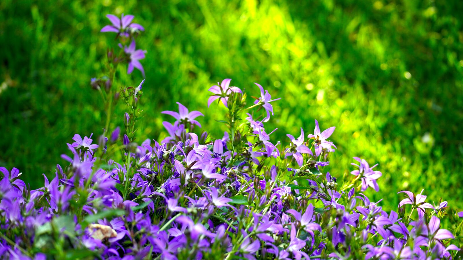 Sony E 70-350mm F4.5-6.3 G OSS sample photo. Flowers, blue, blossom photography
