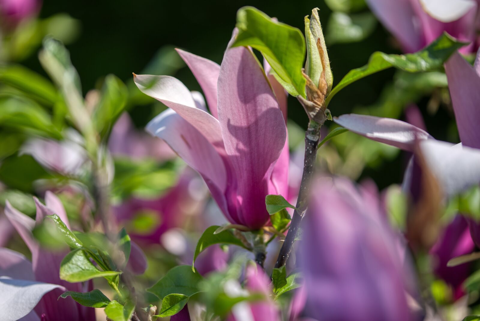 Nikon D750 sample photo. Yulania, magnoliaceae, purple magnolias photography
