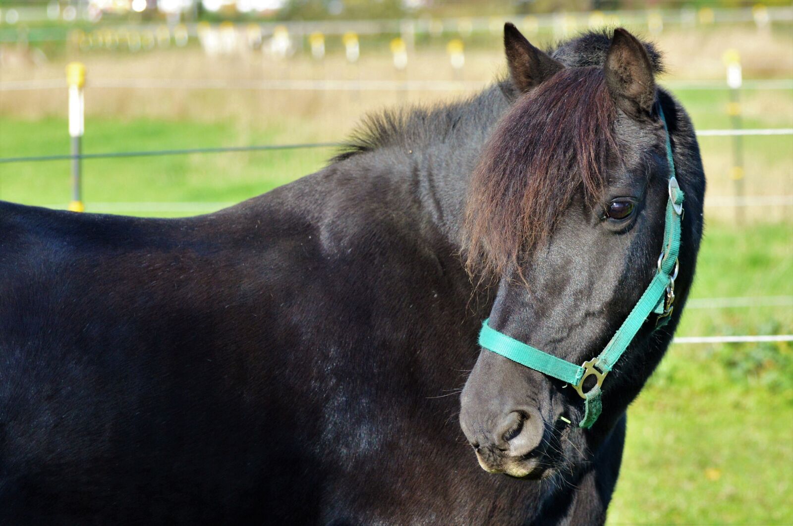 Nikon D3200 sample photo. Horse, ride, reiter photography
