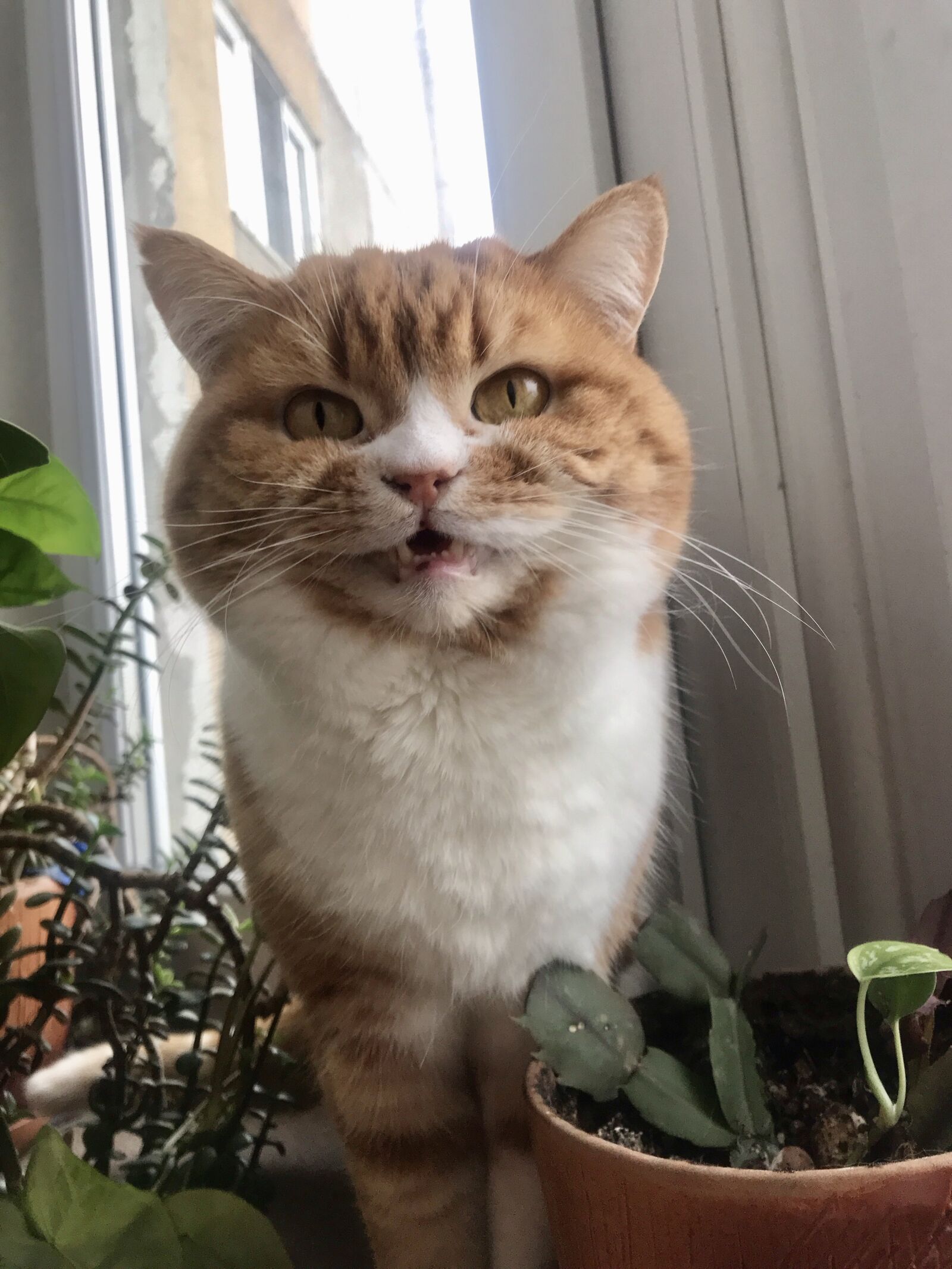 Apple iPhone 7 Plus sample photo. Smile, cat, redhead photography