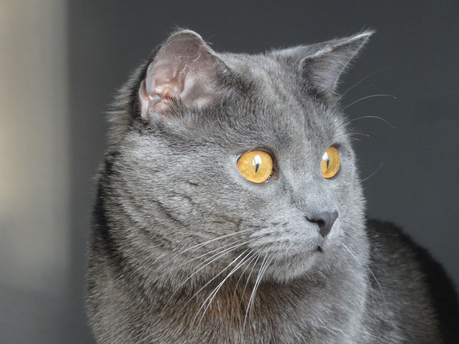 Sony DSC-HX5V sample photo. Chartreux, cat, animals photography