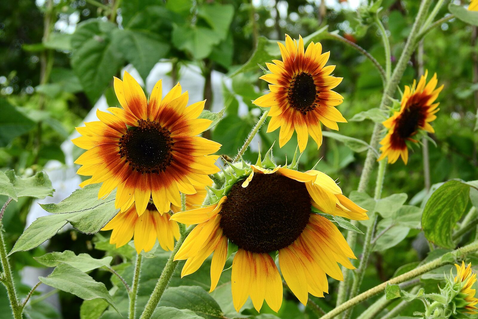 Nikon Coolpix P900 sample photo. Sunflowers, flowers, summer photography