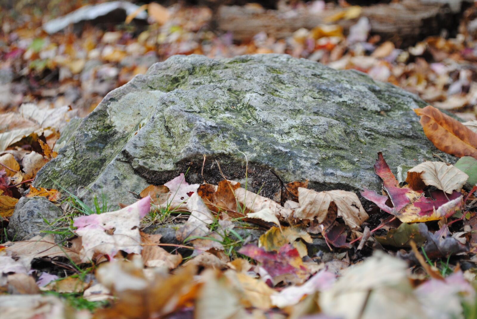 Nikon D3000 sample photo. Rock, leaves, fall photography
