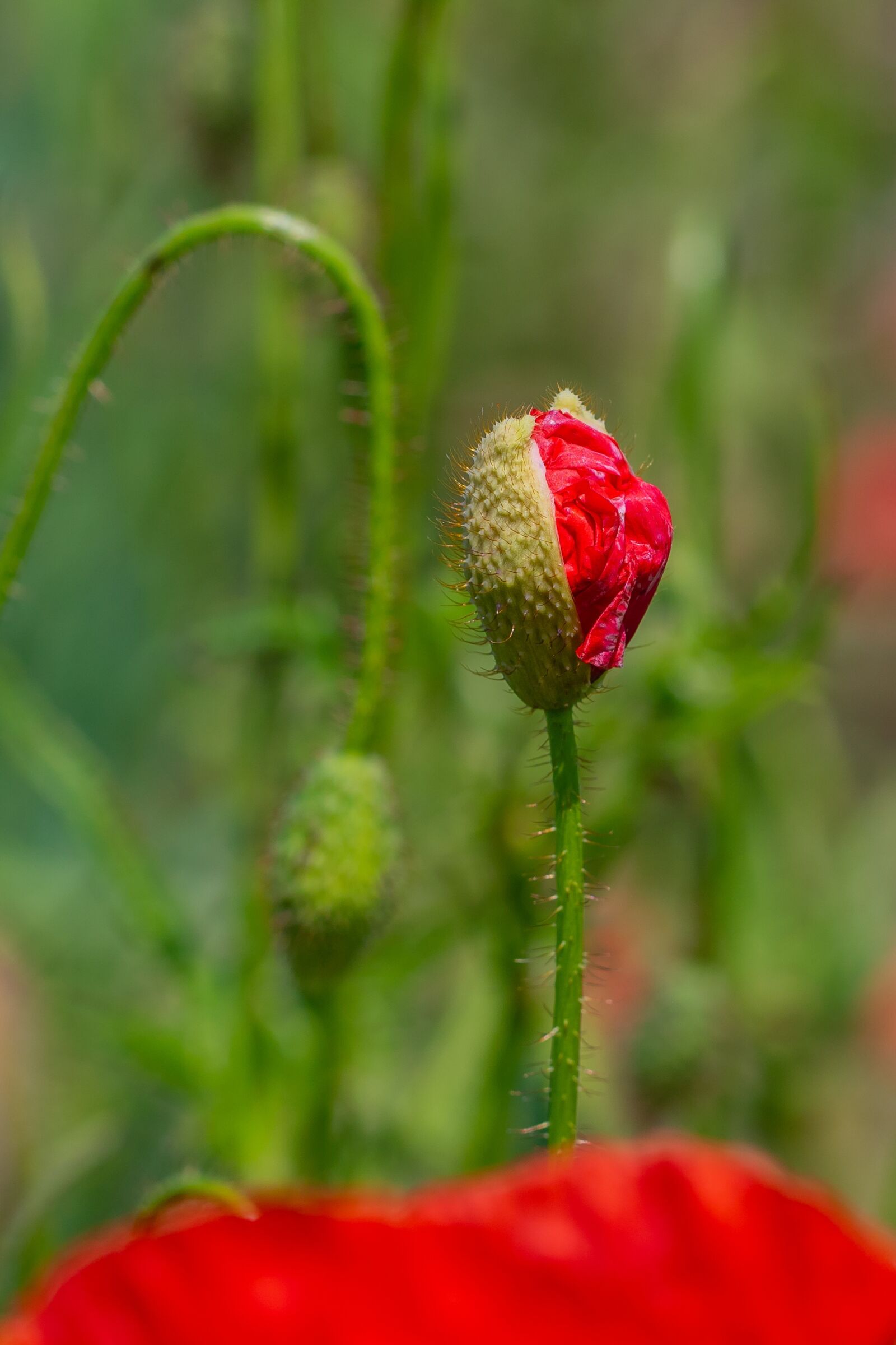 Canon EOS 7D Mark II sample photo. Poppy, klatschmohn, bud photography