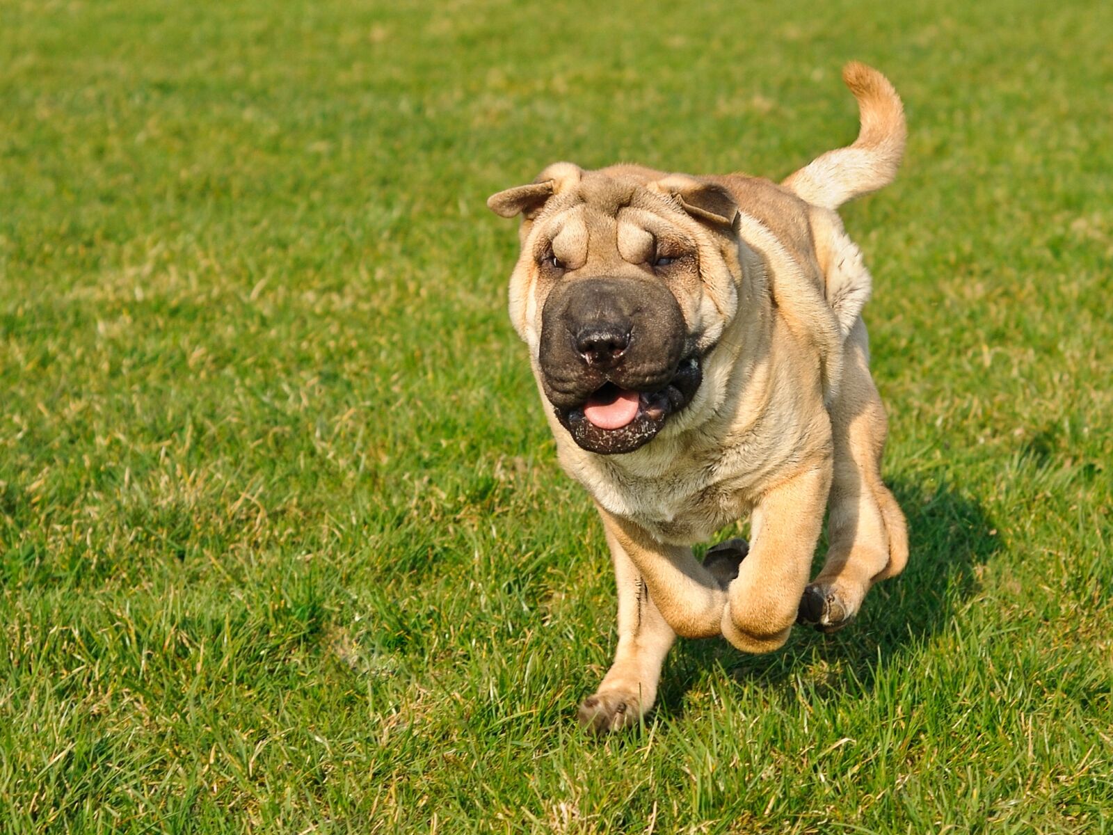 Nikon D300 sample photo. Dog, sharpei, run photography