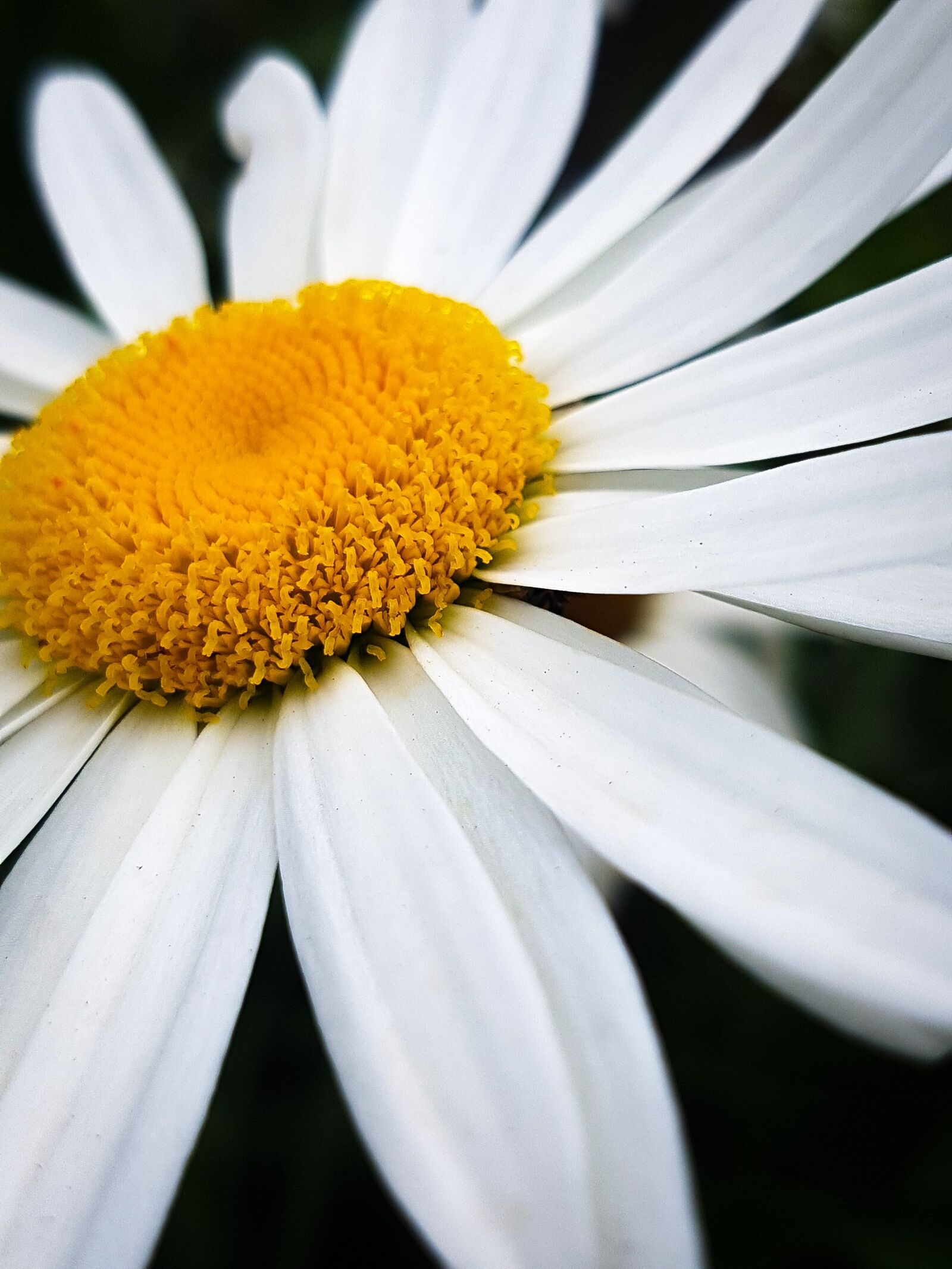 Samsung Galaxy S7 Edge Rear Camera sample photo. Flowers, daisy, yellow photography