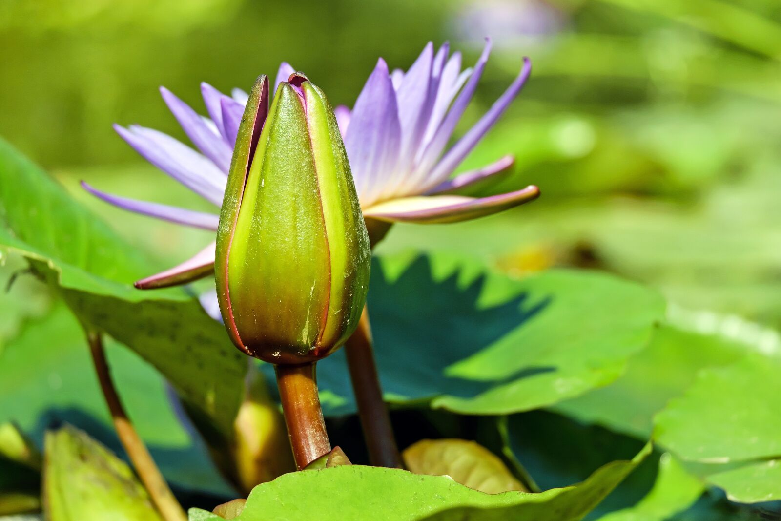 Fujifilm X-T10 + Fujifilm XC 50-230mm F4.5-6.7 OIS sample photo. Water lily, bud, green photography