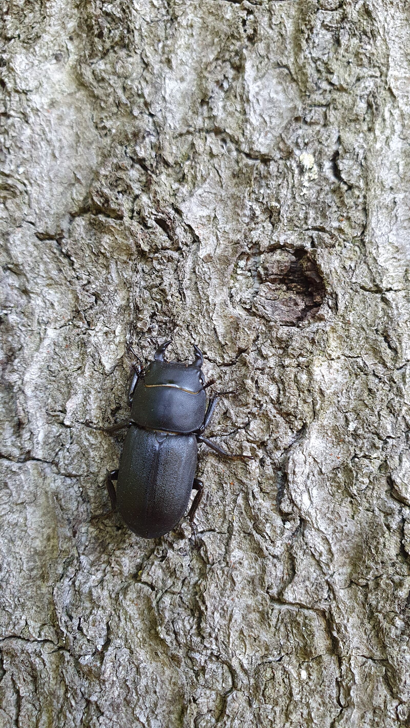 Samsung Galaxy S10e sample photo. Dorcus parallelipipedus, beetle, schr photography