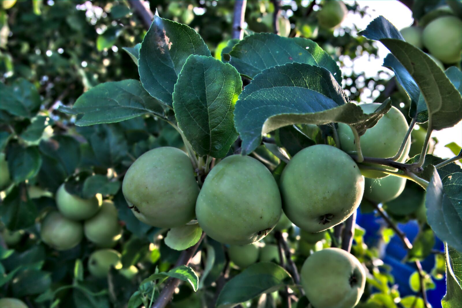 Fujifilm XC 16-50mm F3.5-5.6 OIS II sample photo. Apple, apple tree, sheet photography