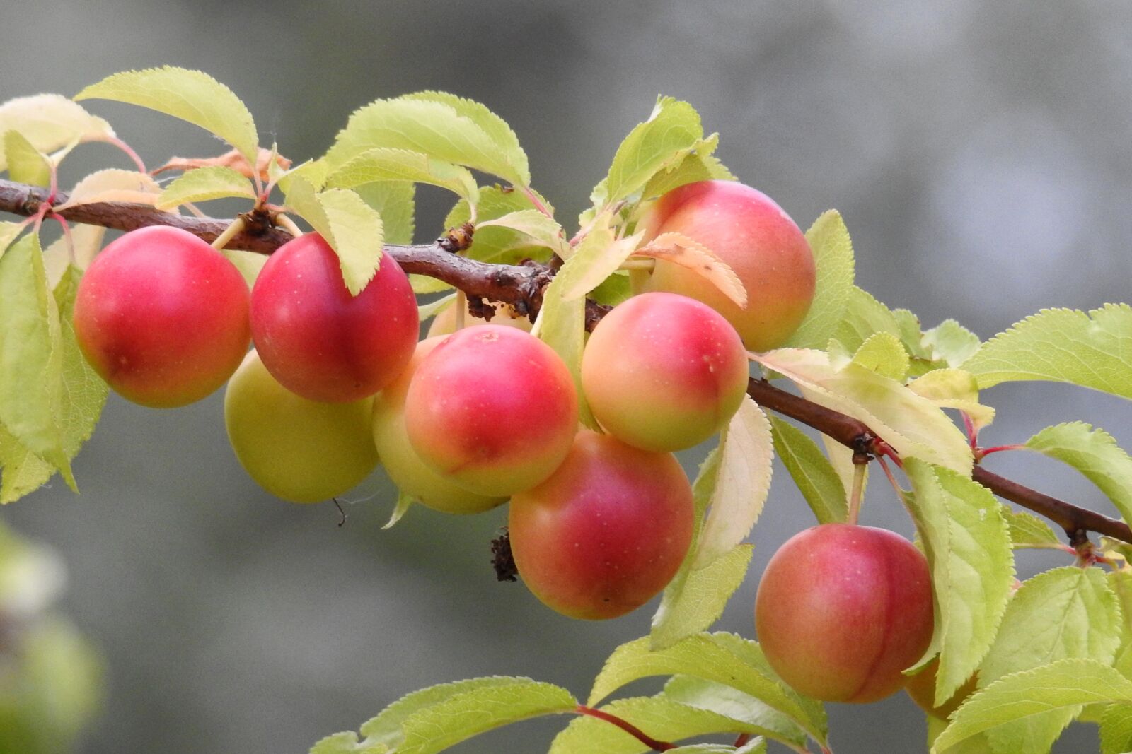 Nikon Coolpix P900 sample photo. Cherry plum, yellow plums photography