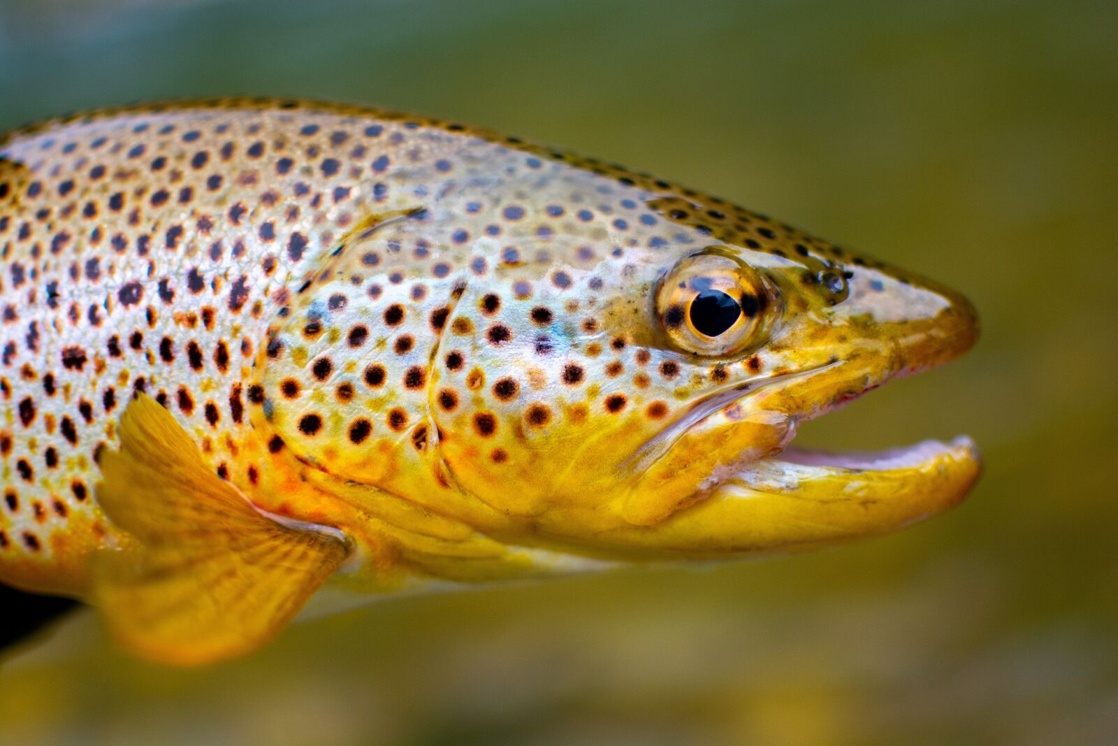 Nikon D7100 sample photo. Fish, trout, brown trout photography
