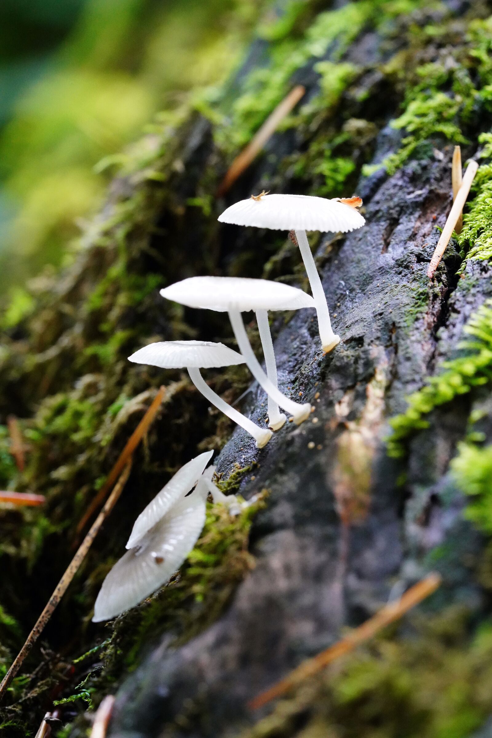 Sony a7R III + Sony FE 90mm F2.8 Macro G OSS sample photo. Mushroom, mshroom, wild photography