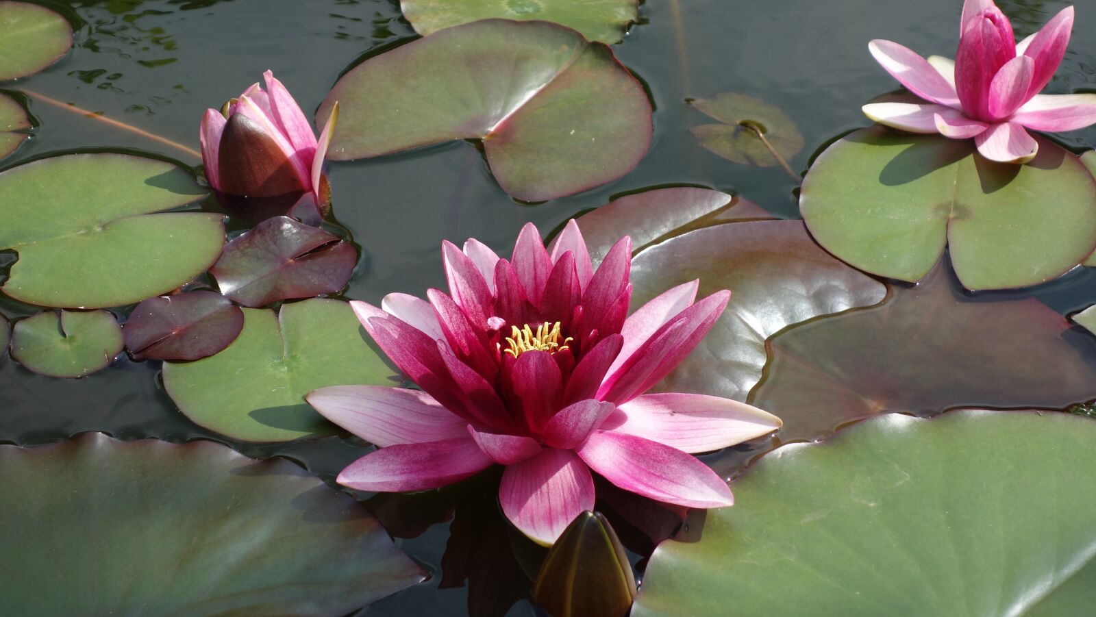 Sony Cyber-shot DSC-RX100 sample photo. Pond, water, green photography