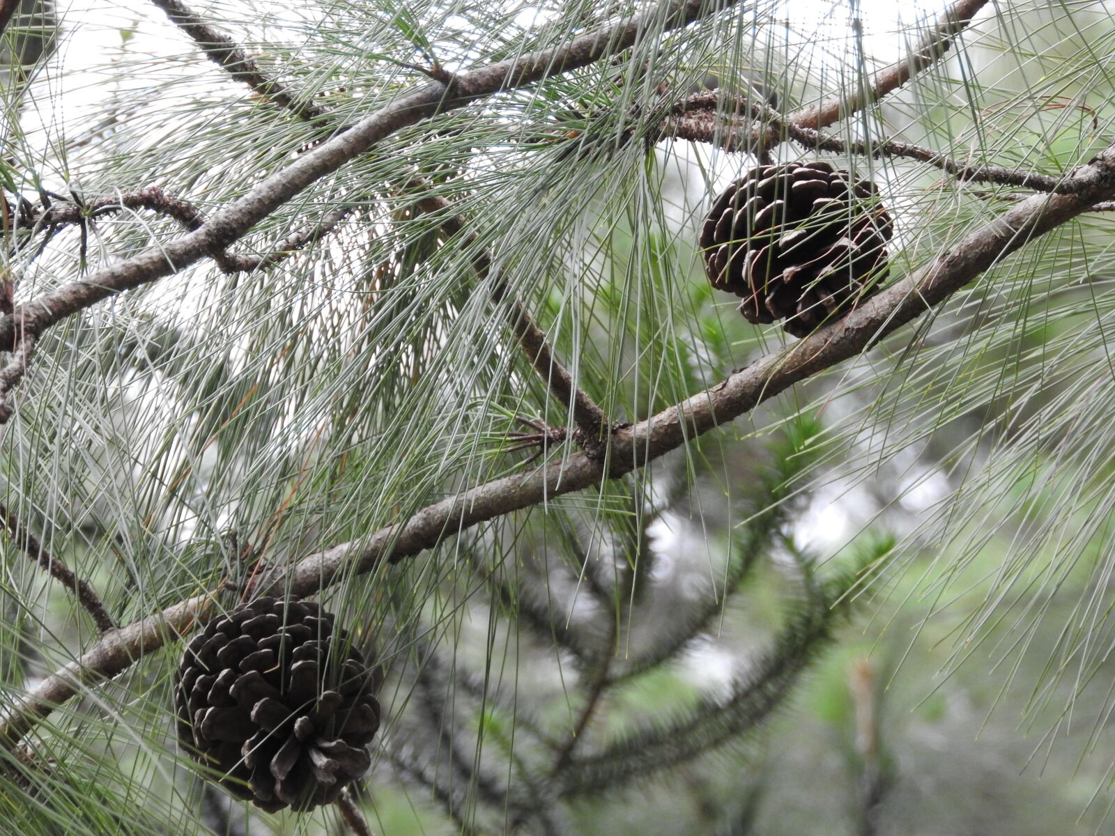 Nikon Coolpix P610 sample photo. Cone, tree, seeds photography
