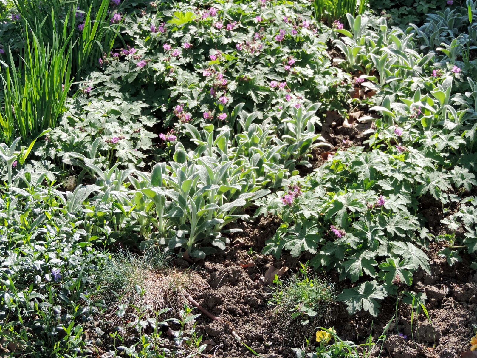 Nikon Coolpix P520 sample photo. Cultivation, garden, gardening, horticulture photography