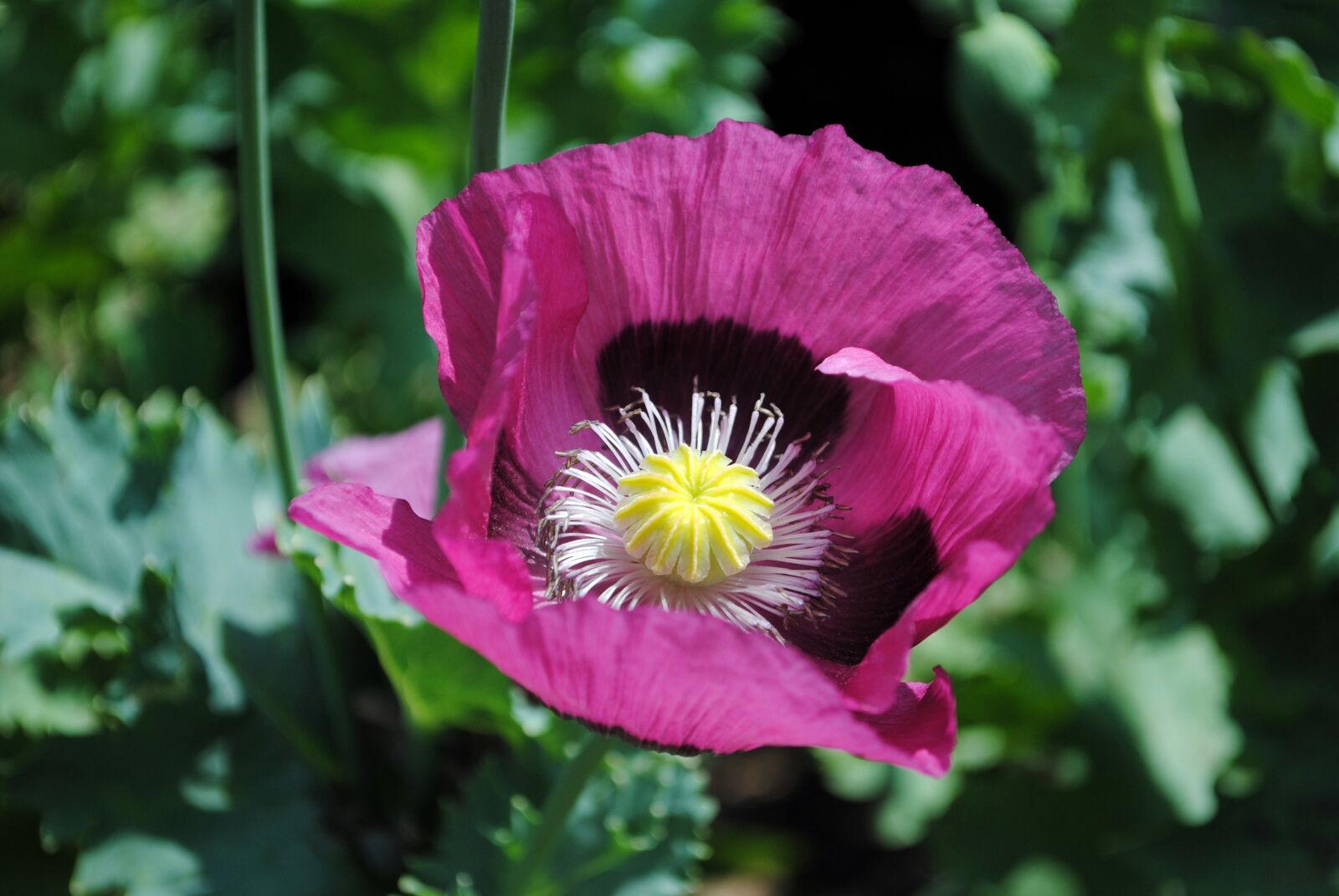 Nikon D3000 sample photo. Poppy, garden, flower photography