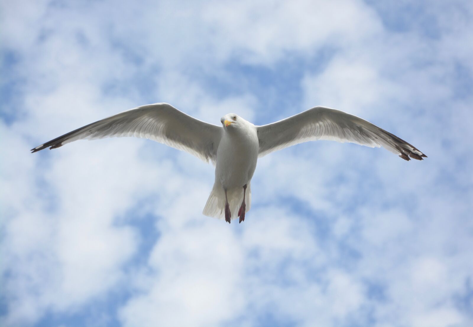 Nikon D5200 sample photo. Gull, seagull, in flight photography