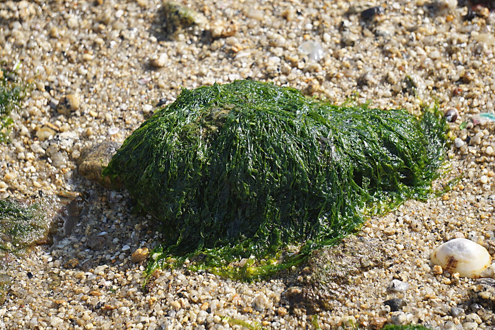Sony a6000 sample photo. Algae, marine, sea photography