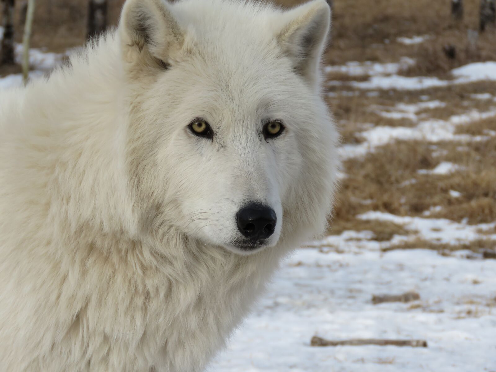 Canon PowerShot SX60 HS sample photo. Arctic wolfdog, wolfdog, wolf photography