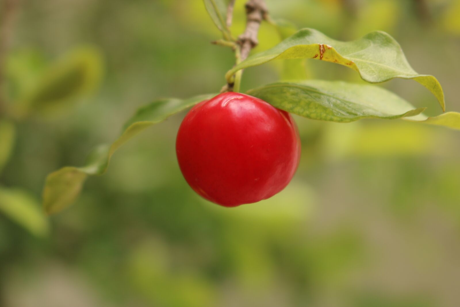 Canon EOS 750D (EOS Rebel T6i / EOS Kiss X8i) sample photo. Acerola, fruit, food photography