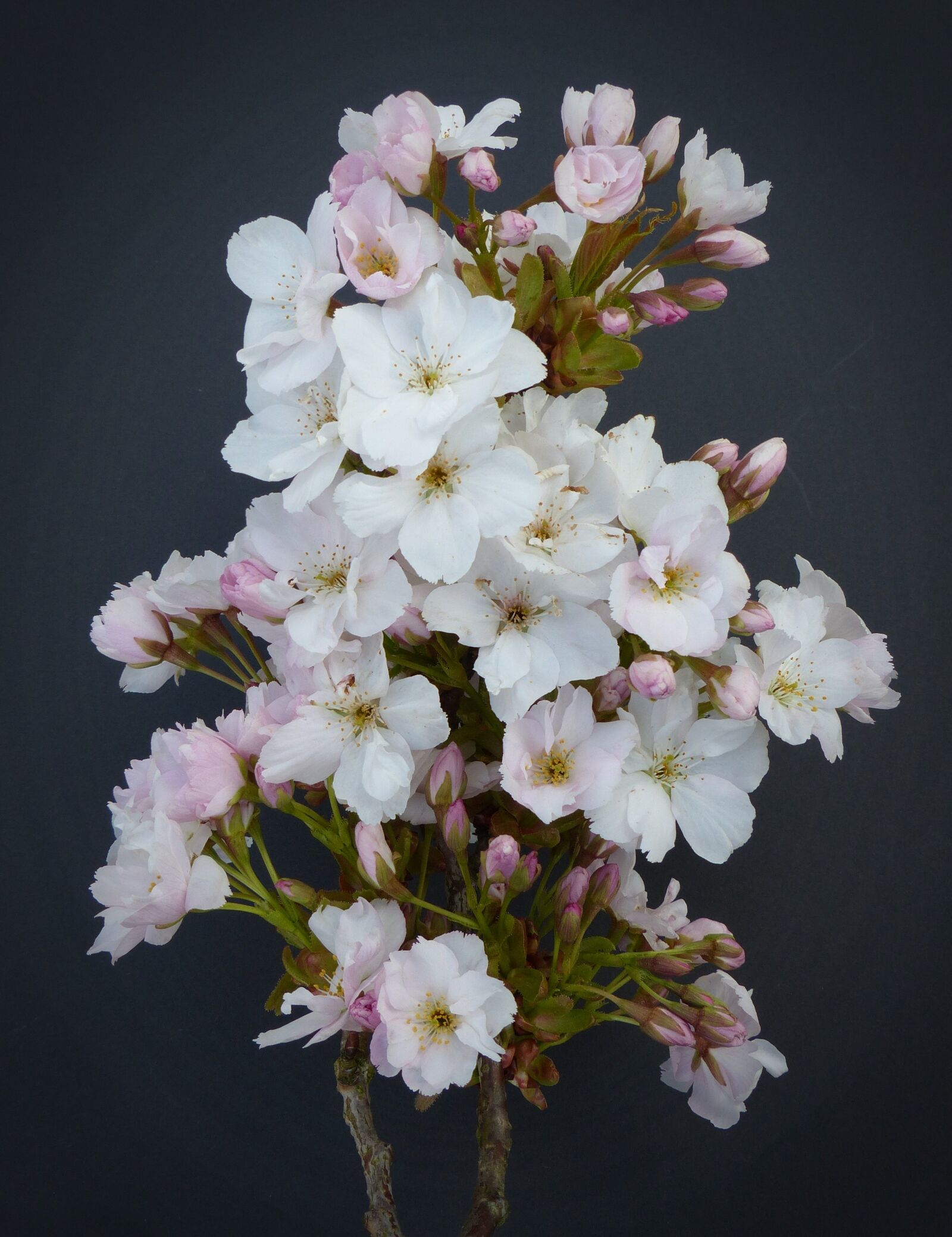 Panasonic Lumix DMC-FZ200 sample photo. Column cherry, japanese cherry photography