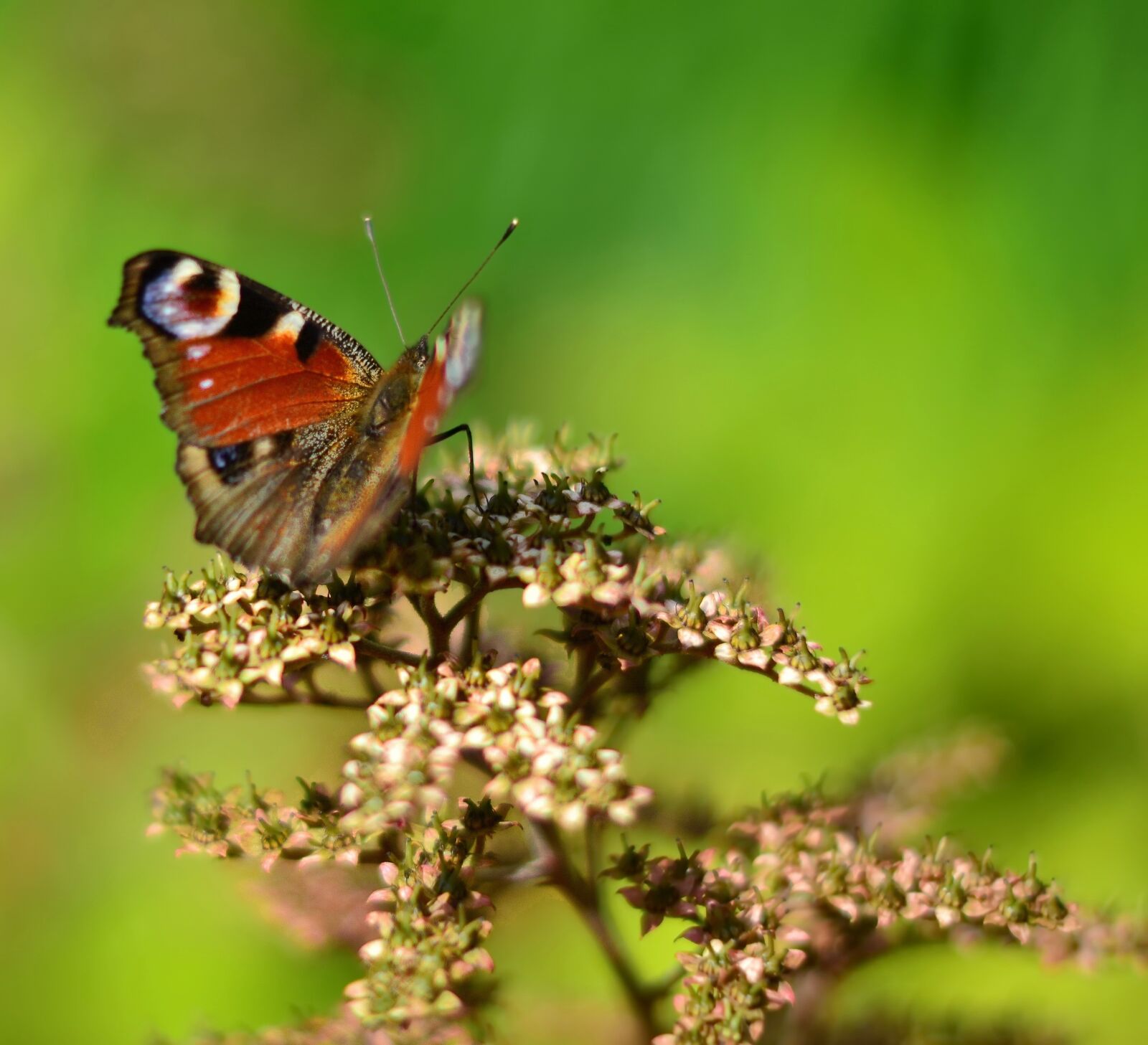 Nikon D3100 sample photo. Butterfly, nature, green photography