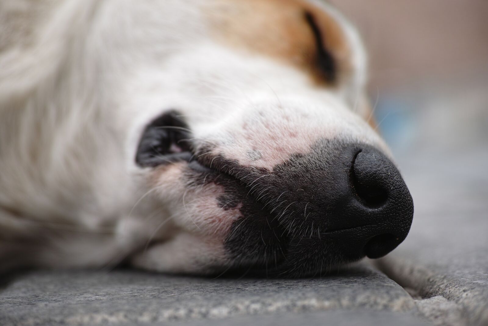 Sigma DP3 Merrill sample photo. Dog, nose, death photography