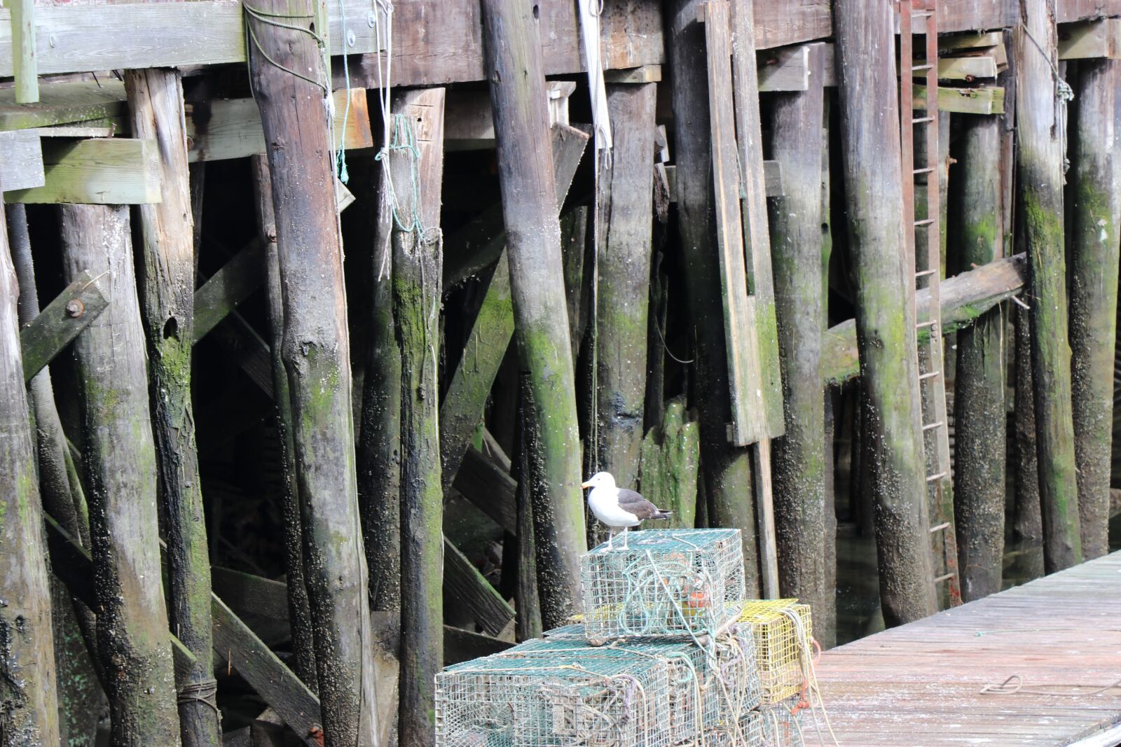 Canon EOS 80D sample photo. Portland maine, sea gull photography