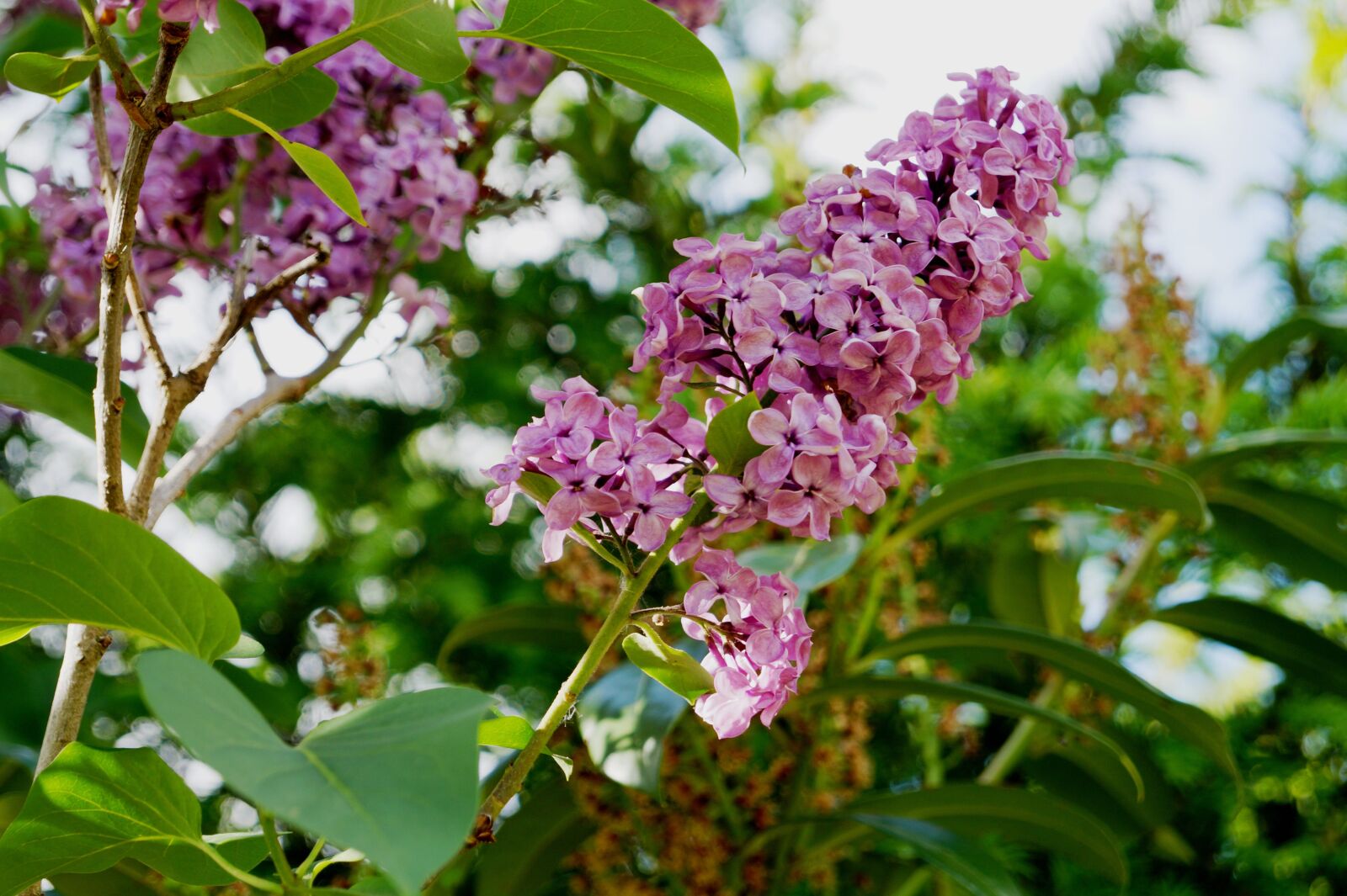 Sony DT 18-55mm F3.5-5.6 SAM II sample photo. Lilac, garden, lilac branches photography